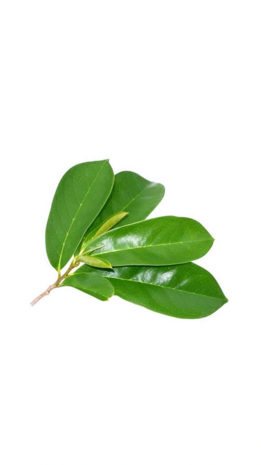Soursop Leaves